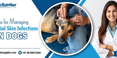 Tips For Managing Bacterial Skin Infections in Dogs