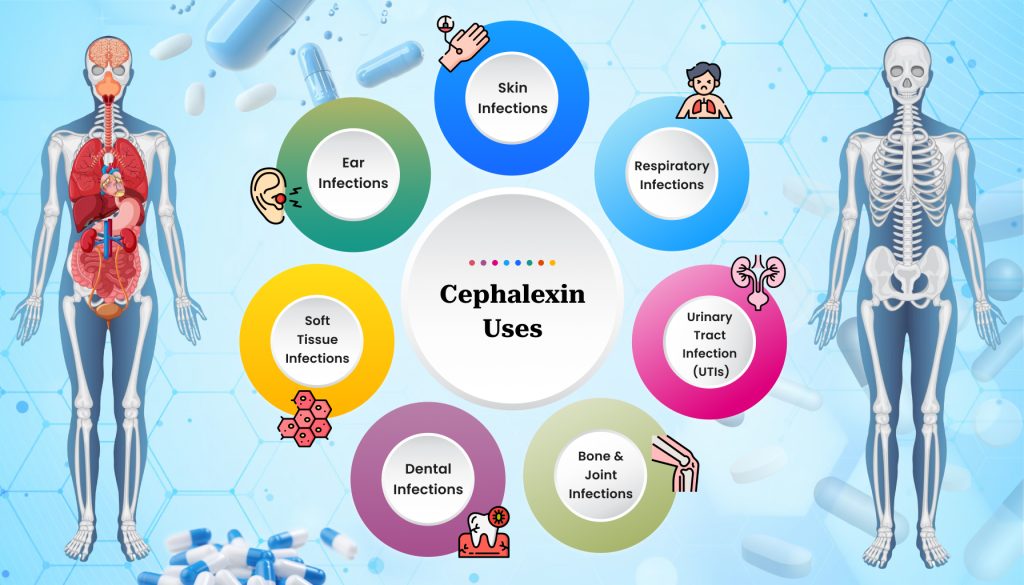 Cephalexin Wholesalers 2 Cephalexin Use medzsupplier