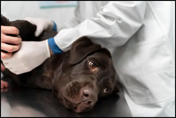 Ivermectin Cream for Dogs medzsupplier