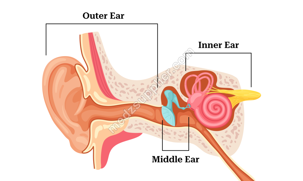 Ear Infections middle Ear medzsupplier