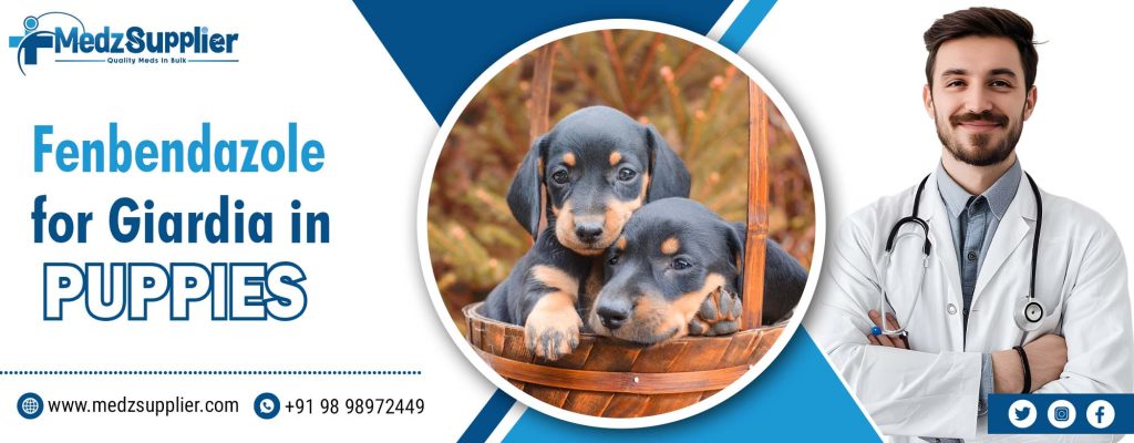 Fenbendazole for Giardia in Puppies