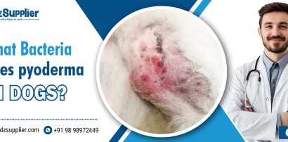 What Bacteria Causes Pyoderma in Dogs