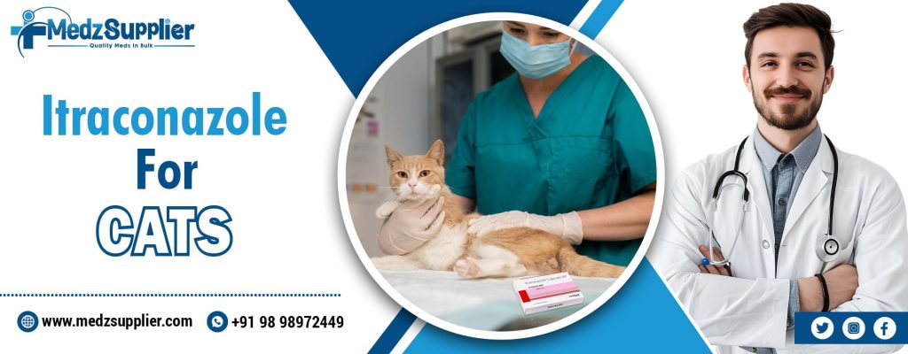 Itraconazole for Cats