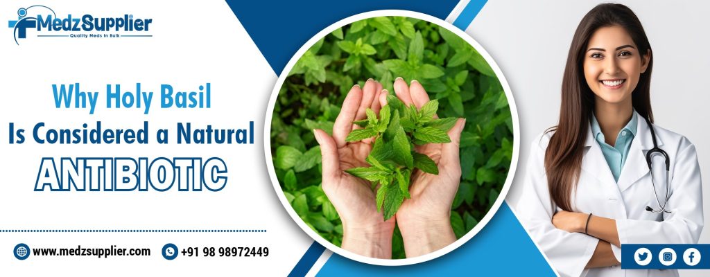 Why Holy Basil Is Considered a Natural Antibiotic 2 Why Holy Basil Is Considered a Natural Antibiotic