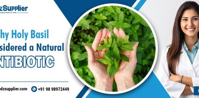 Why Holy Basil Is Considered a Natural Antibiotic
