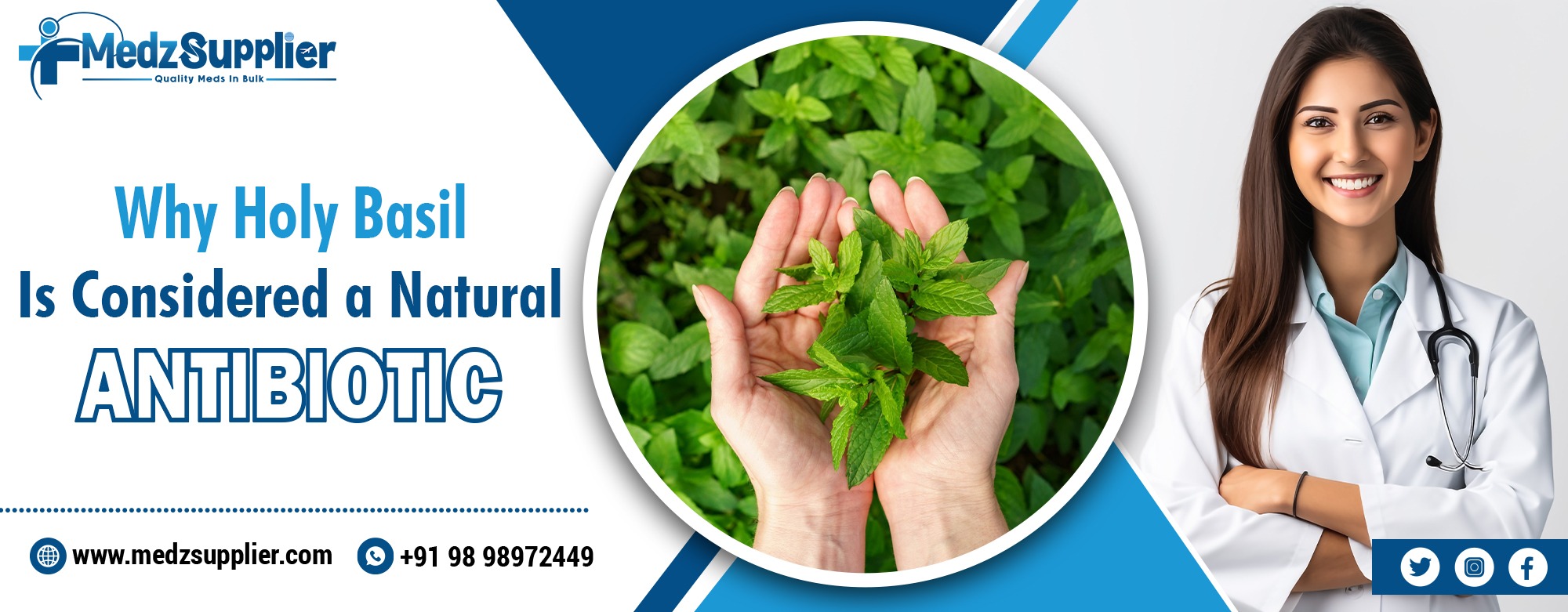Why Holy Basil Is Considered a Natural Antibiotic