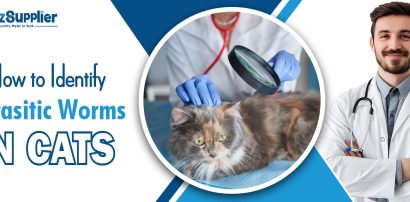 How to Identify Parasitic Worms in Cats
