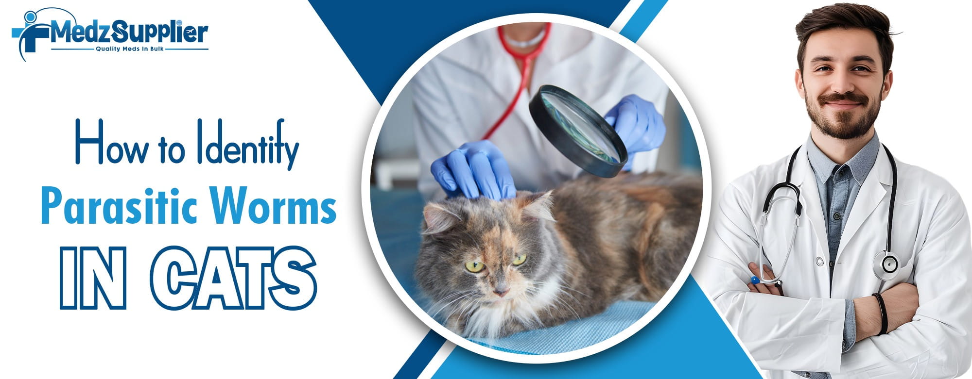 How to Identify Parasitic Worms in Cats